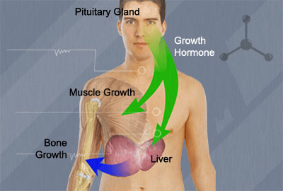 human growth hormone